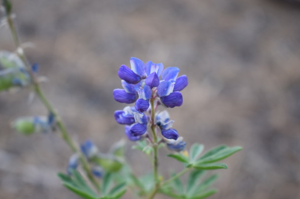 One of Us Has to&nbsp;Die